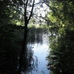 die Aare lädt zum Bade