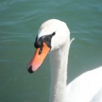 DSCF1307