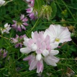 DSCF1444 - Kopie