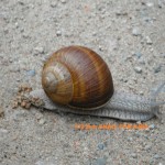 Schnecke1