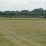 DSCF1774 - Kopie