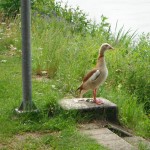 DSCF1860 - Kopie