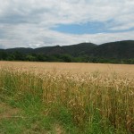 DSCF2142 - Kopie